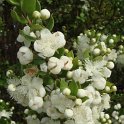 Luma chequen fleur detail P12